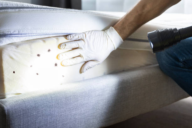Best Affordable Pest Control Services  in Riverdale, CA