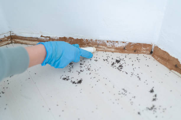 Best Wasp Removal Services  in Riverdale, CA